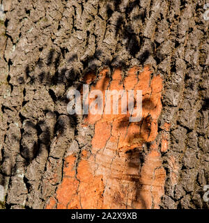 Close-up du tronc de l'arbre avec la lumière du soleil et l'ombre des feuilles Banque D'Images