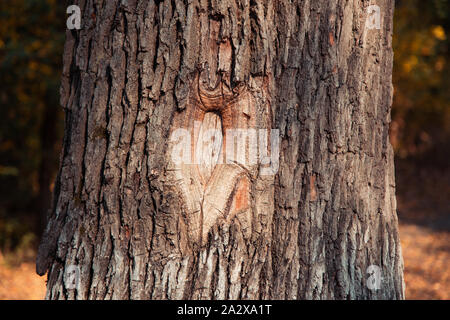 Sur un arbre creux close-up dans le parc de l'automne. Banque D'Images