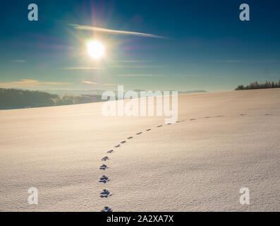 Des pistes d'animaux autour de la neige Banque D'Images