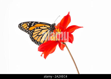Le monarque (Danaus plexippus) se nourrissent d'une fleur dahlia rouge Banque D'Images