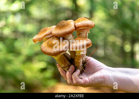 Champignons au miel dans la forêt Banque D'Images