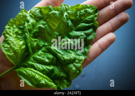 Très grand cru frais feuille de basilic vert couvrant ouvrez Palm. Vue d'en haut Banque D'Images