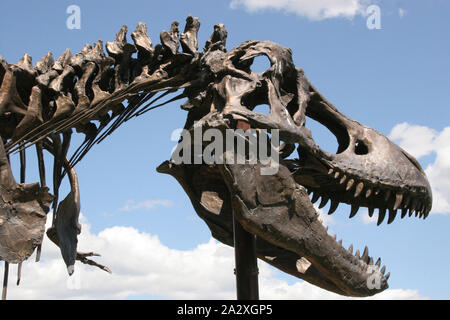 Tyrannosaurus rex squelette monté, musée des Rocheuses, Bozeman, Montana, USA Banque D'Images