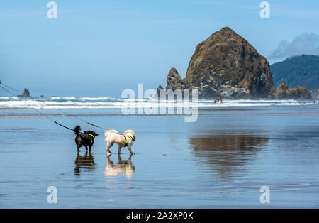 Deux chiens de poche mignon petit canard noir et blanc promenades en mer propre respiration l'air le long de la côte du Pacifique avec des rochers dans l'eau à marée basse Banque D'Images