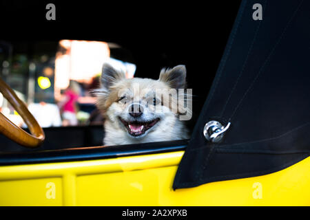 Un peu shaggy dog comme un vrai pilote est assis fièrement sur le siège conducteur d'une vieille voiture rétro vintage à une exposition de voiture dans une petite ville, d'attirer des vis Banque D'Images