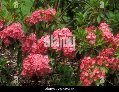 KALMIA LATIFOLIA 'Pink Charm' Banque D'Images