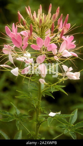 GROS PLAN DE CLEOME HASSLERIANA (SPINOSA) « REINE ROSE » COMMUNÉMENT APPELÉE FLEUR D'ARAIGNÉE OU PLANTE, PLANTE D'ABEILLE OU MOUSTACHES DE GRAND-PÈRE. AUSTRALIE. Banque D'Images