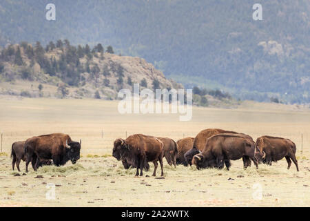 Buffalo ou Bison d'Amérique (Bison bison) troupeau sur les plaines du Colorado Banque D'Images