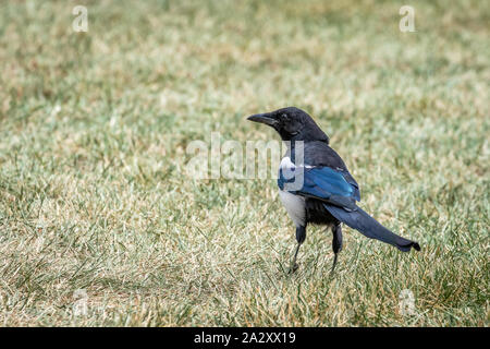 Black Pie bavarde (Pica hudsonia) au Colorado Banque D'Images