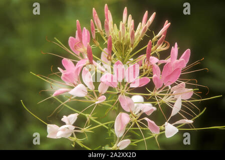 GROS PLAN DE CLEOME HASSLERIANA (SPINOSA) « REINE ROSE » COMMUNÉMENT APPELÉE FLEUR D'ARAIGNÉE OU PLANTE, PLANTE D'ABEILLE OU MOUSTACHES DE GRAND-PÈRE. AUSTRALIE. Banque D'Images