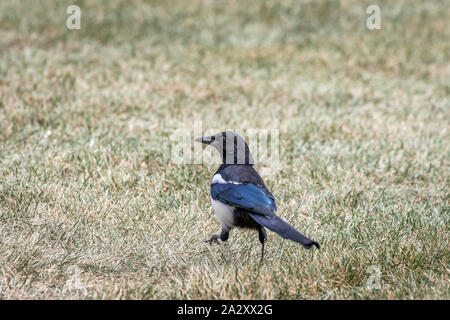 Black Pie bavarde (Pica hudsonia) au Colorado Banque D'Images