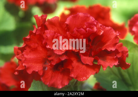 GROS PLAN DE 'PELARGONIUM BUSHFIRE' ROUGE FONCÉ . Banque D'Images