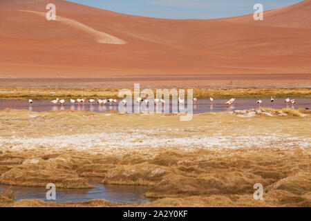 Les flamants roses dans la réserve nationale Los Flamencos, Désert d'Atacama, Chili Banque D'Images