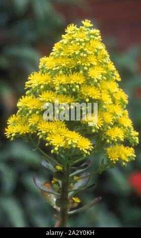 AEONIUM ARBOREUM (Plantes Succulentes) Banque D'Images