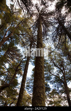 Araucaria araucana tree (Arbre) monkey puzzle dans le Parc National de Huerquehue, près de Pucon. Banque D'Images