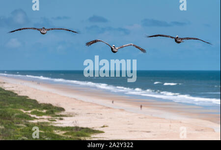 Vol de pélicans le long de la plage des dunes d'une plage peu fréquentée à Ponte Vedra Beach, Floride Floride le long de l'autoroute A1A. Banque D'Images