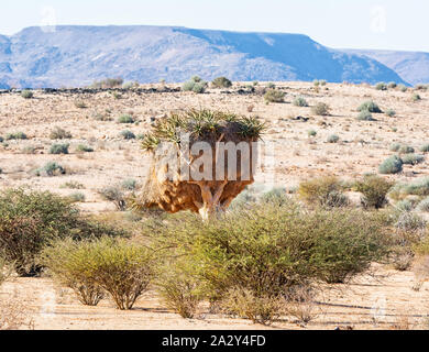 Un carquois arbre avec un énorme nid tisserands Sociable dans le sud de la savane africaine Banque D'Images