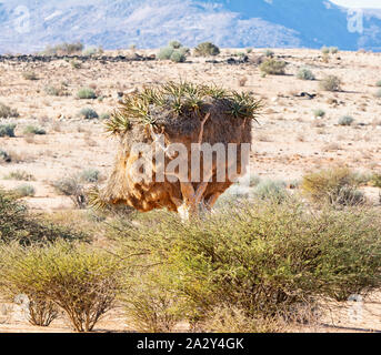 Un carquois arbre avec un énorme nid tisserands Sociable dans le sud de la savane africaine Banque D'Images