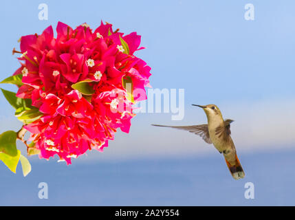 Colibri vol planant dans les airs en face de fleur rouge Banque D'Images