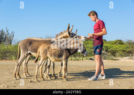 Young caucasian man rss groupe d'ânes sauvages sur Bonaire Banque D'Images