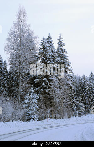 Forêt en hiver. Sur cette photo vous pouvez voir plusieurs arbres verts avec beaucoup de neige lourde sur leurs branches. Sol enneigé. Froide journée d'hiver. Banque D'Images