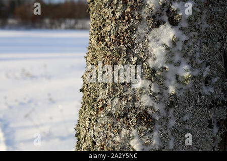 L'écorce des arbres couverts de lichen de couleur gris / argent et un peu de glace avec de la neige en plus. Dans l'arrière-plan vous pouvez voir du blanc sol enneigé. Banque D'Images