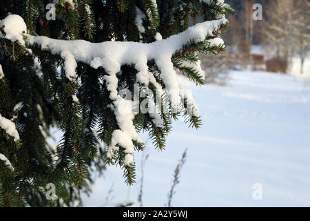 Epicéa des branches d'arbre avec beaucoup de gel la neige sur eux. Photographié au cours d'une journée d'hiver de Finlande. Belle nature du Nord avec les frais et l'air froid. Banque D'Images