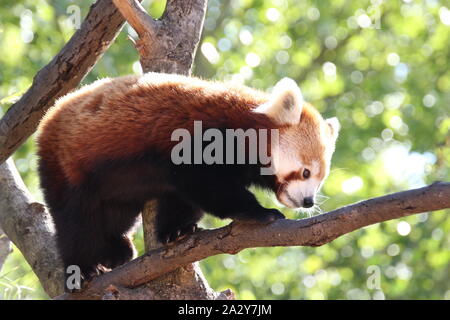 Le panda rouge Banque D'Images