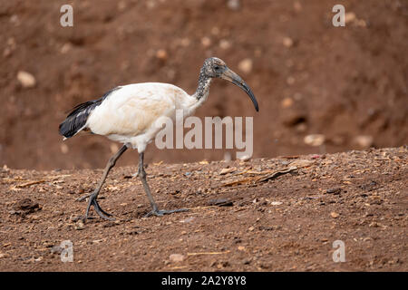 L'ibis sacré sur le sol. Threskiornis aethiopicus. Oiseau commun dans tout le continent africain. L'Ethiopie safari wildlife Banque D'Images