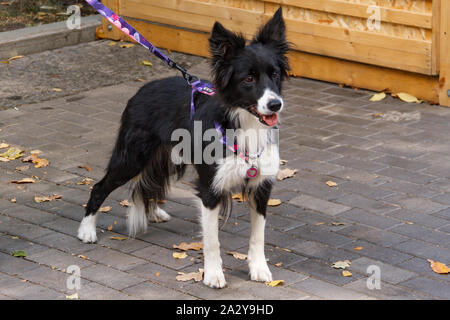 Chien Border Collie. Une ancienne race d'anglais smart et déménagement chiens de berger de taille moyenne, un habile, très rapide et agile chien. Son calme, forte et à Banque D'Images
