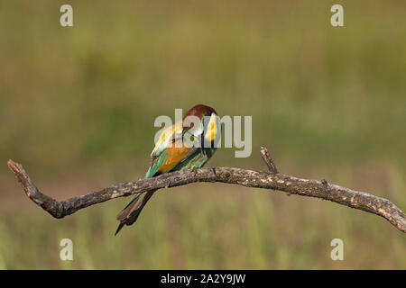 Guêpier d'Europe Merops apiaster se gratter la tête tandis que perché sur une branche près de Tiszaalpar le parc national de Kiskunsag Hongrie Mai 2017 Banque D'Images