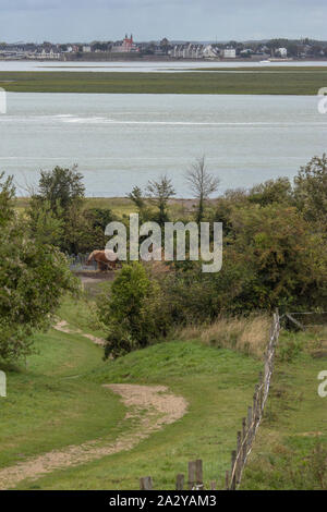 La baie de Somme vue de la chapelle des marins, le chemin descend vers le Cap Hornu, les chevaux dans un enclos au soleil. grande marée. Banque D'Images