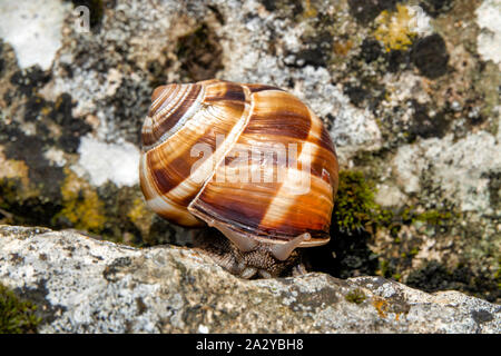 Close up de l'escargot de Bourgogne (Helix pomatia) Banque D'Images