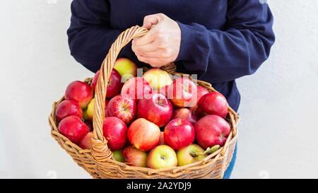 Femme détient un grand panier en osier avec des pommes rouges et jaunes sur fond de mur blanc, récolte fraîche du jardin Banque D'Images