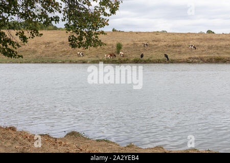 Les vaches paissent en automne sur un pré près d'un lac Banque D'Images