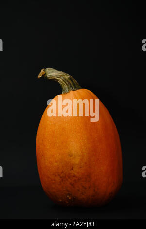 Vue avant du orange citrouille isolé sur fond noir, shoot studio, copiez l'espace, l'espace vide pour le texte, la citrouille détaillées Banque D'Images