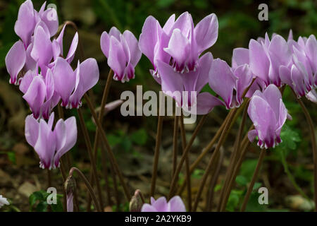 Feuilles de lierre Sowbread (Cyclamen hederifolium, fleurs roses Banque D'Images