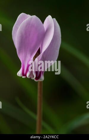 Feuilles de lierre Sowbread (Cyclamen hederifolium, fleur rose Banque D'Images