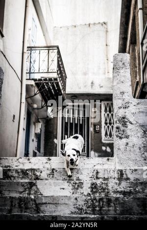 Un chien en colère s'étend sur les marches Banque D'Images