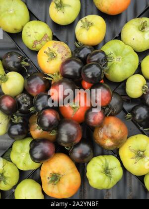 La récolte de tomates à la fin de la saison de mon potager bio à Nimègue aux Pays-Bas. Les tomates vertes et mûres Banque D'Images