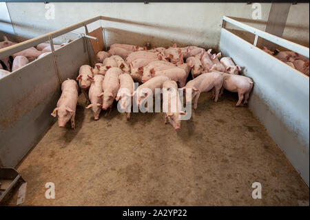 Porcs de six semaines dans leur salle de séjour sur une ferme porcine. Banque D'Images