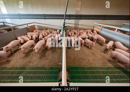 Porcs de six semaines dans leur salle de séjour sur une ferme porcine. Banque D'Images