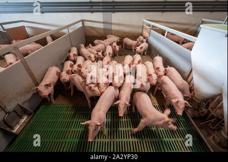 Porcs de six semaines dans leur salle de séjour sur une ferme porcine. Banque D'Images