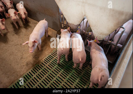 Porcs de six semaines dans leur salle de séjour sur une ferme porcine. Banque D'Images