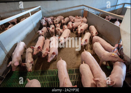 Porcs de six semaines dans leur salle de séjour sur une ferme porcine. Banque D'Images