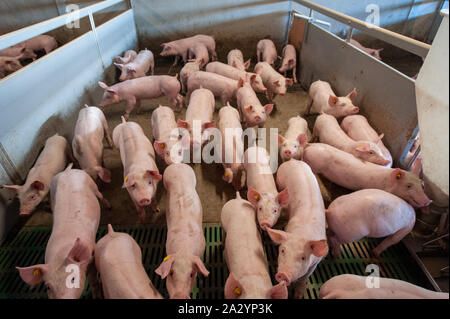 Porcs de six semaines dans leur salle de séjour sur une ferme porcine. Banque D'Images