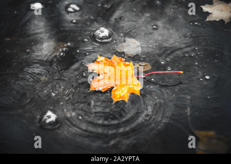 Feuille d'érable orange est tombée dans une flaque grise au cours de l'automne la pluie torrentielle et flotte en aval. Lumineuses et seul, il se noie dans l'obscurité. Banque D'Images