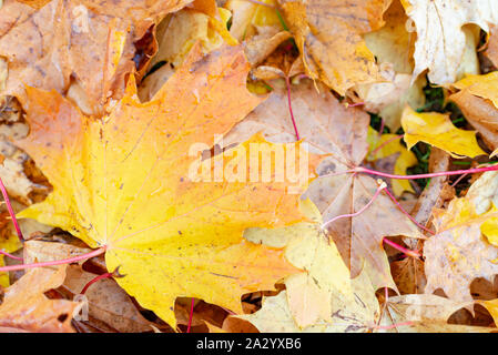 Feuilles d'érable Feuilles Automne background.sur le terrain. Banque D'Images