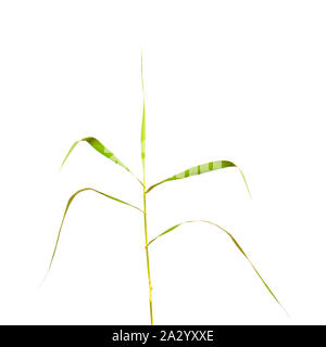 La flore de Gran Canaria - Arundo donax, giant reed isolé sur fond blanc Banque D'Images