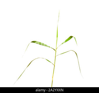 La flore de Gran Canaria - Arundo donax, giant reed isolé sur fond blanc Banque D'Images